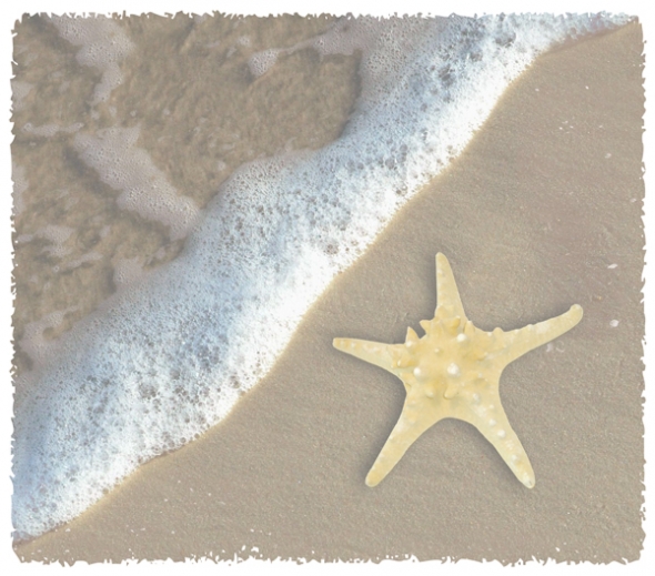 Starfish-On-Beach